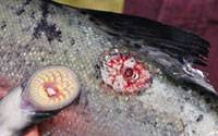 Fresh lamprey wound on a fish and the lamprey that was removed from the fish.