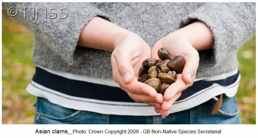 person holding a bunch of asian clams in her hands