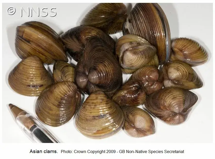 grouping of Asian Clams