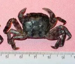 Asian Shore Crab