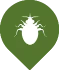 icon of a simple insect