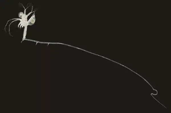 closeup of fish hook flea on black background