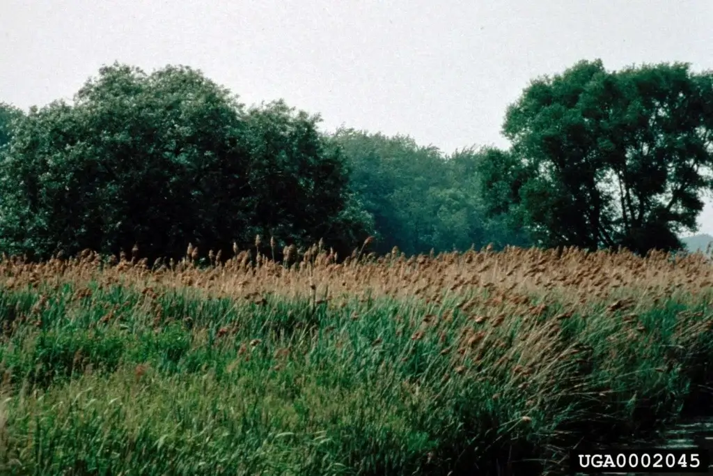 area view of the common reed with trees in the background