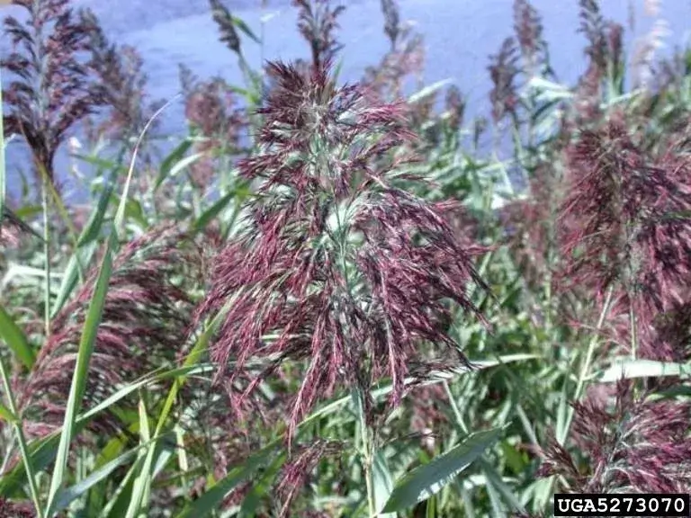 closer view of the common reed in its flowering phase