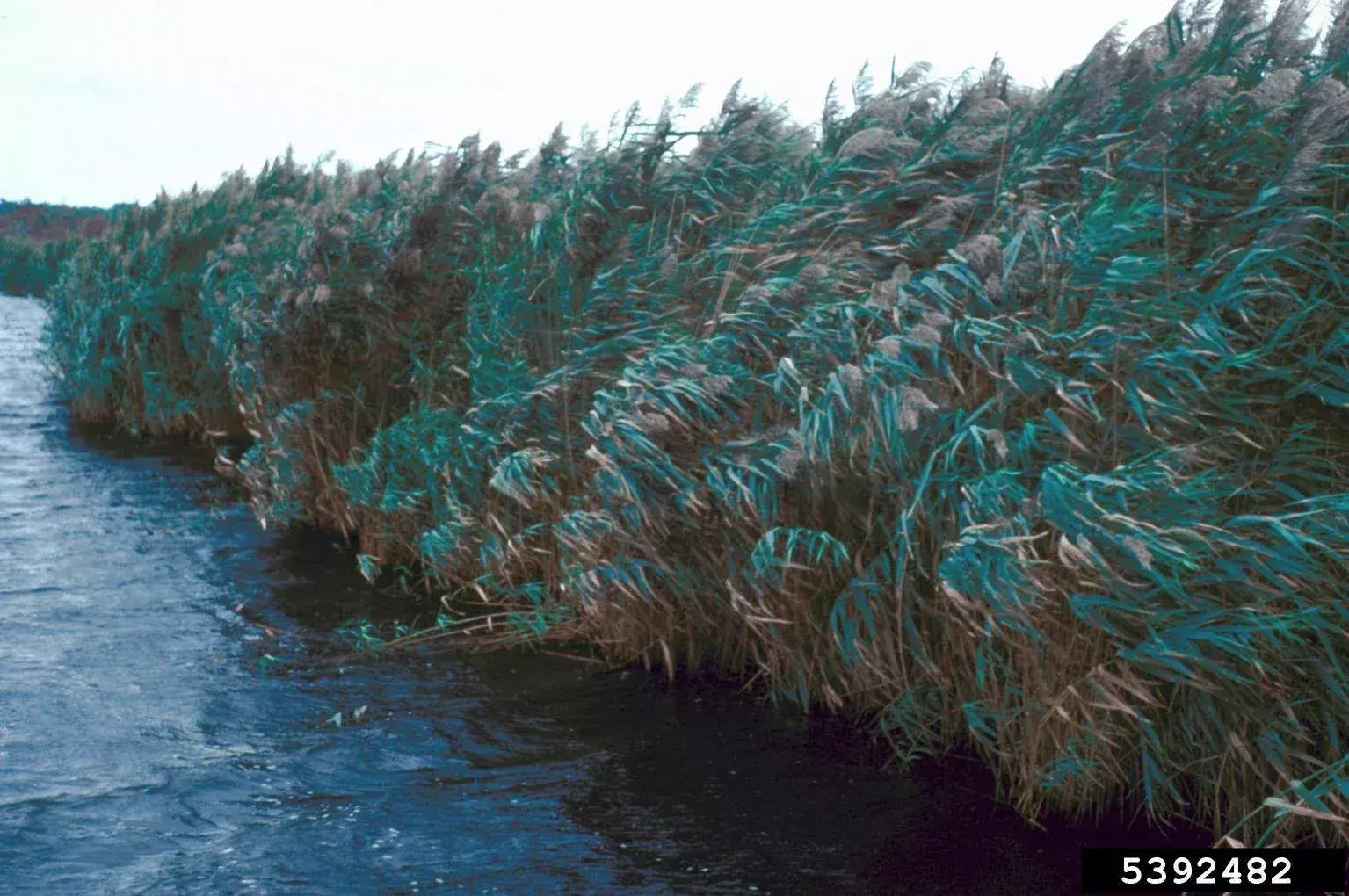 huge swaths of common reed on the bank of a river