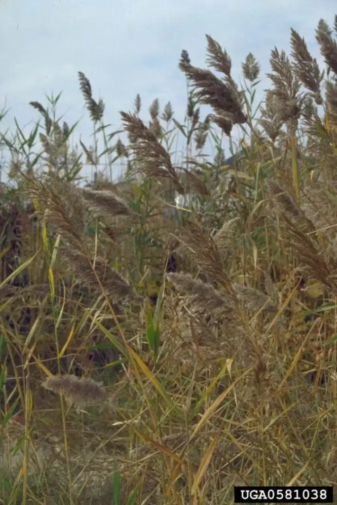 the common reed when its in its seeding phase