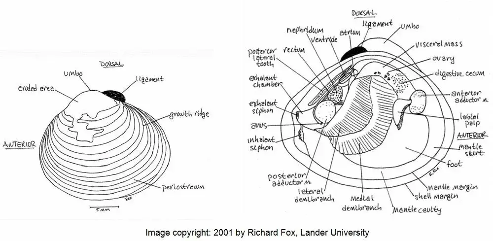 anatomy of an asian clam