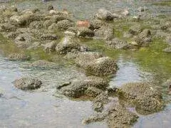 view of rocks in a pond with rock snot covering them