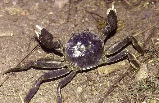 brown chinese mitten crab with white claws on the ground