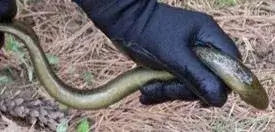 person holding a Adult sea lamprey outside of water wearing gloves