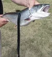 person holding a dead fish with a parasitic sea lamprey attached to the side