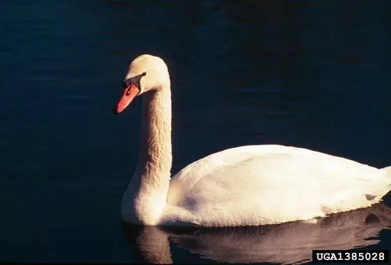 swan floating in water