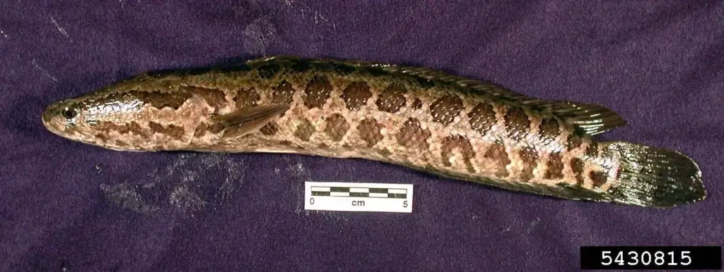 Northern Snakehead from the side