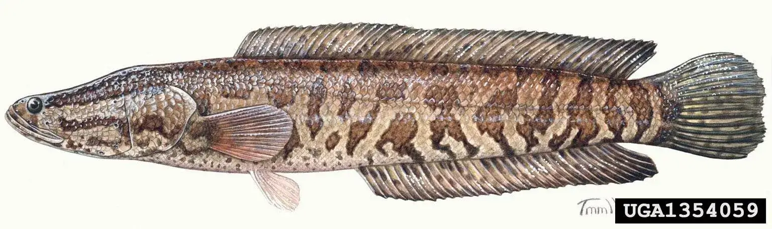 illustration of Northern Snakehead fish from the side