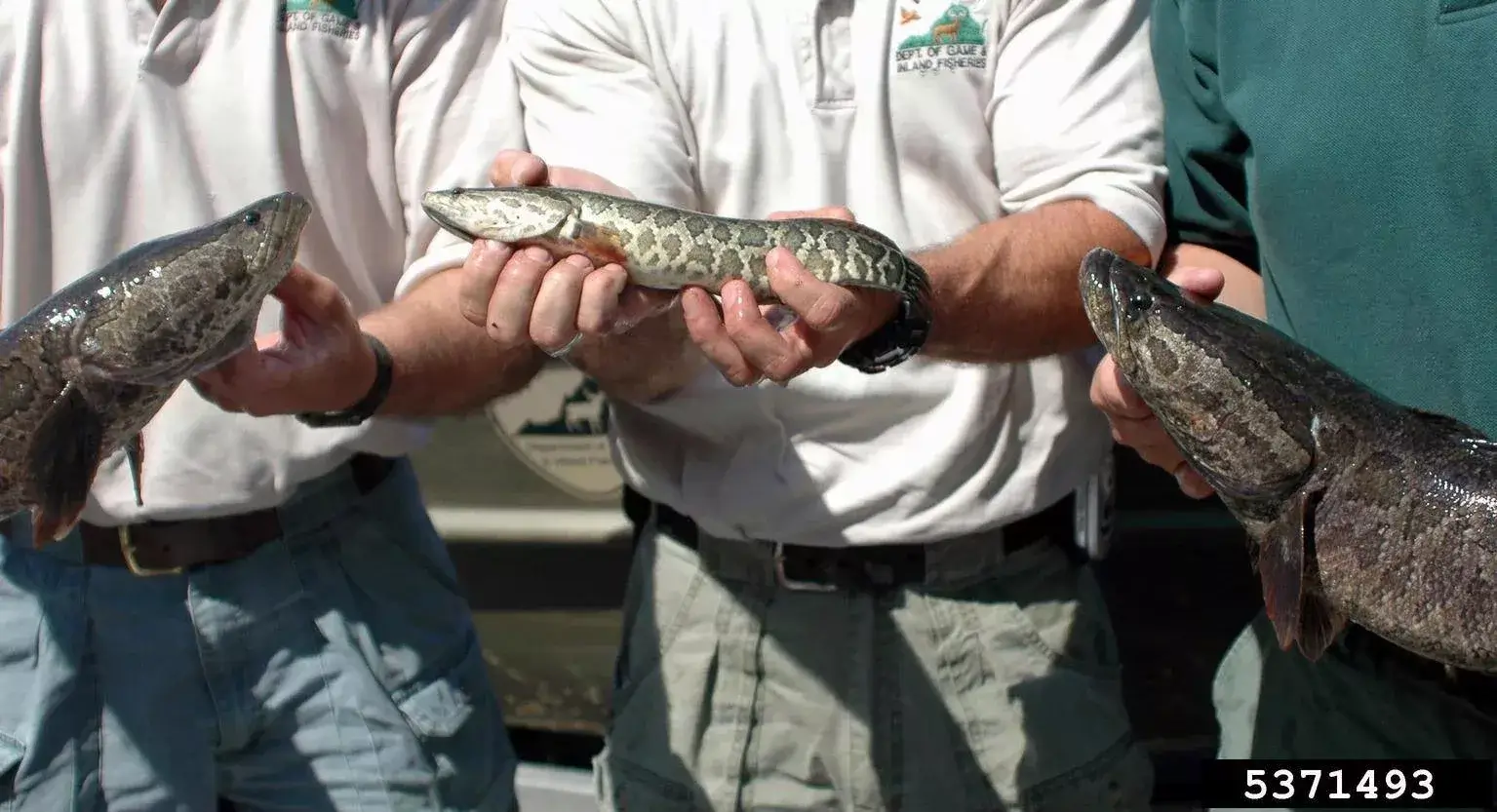 people holding young Northern Snakehead fish