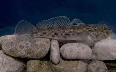 round goby fish on top of pile of rocks