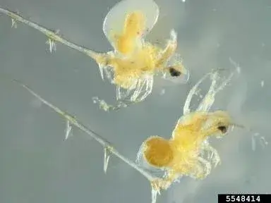 closeup view of the spiny waterflea