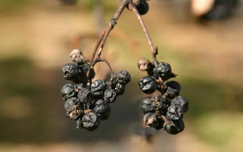 closeup of the purple fruit of the Amur Cork Tree