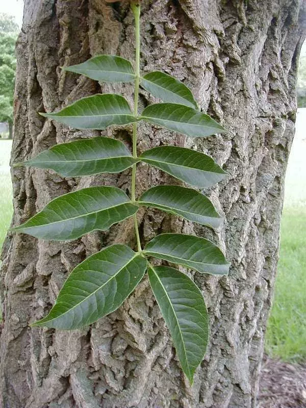 Amur cork tree compound leaf, with the corky bark in the background