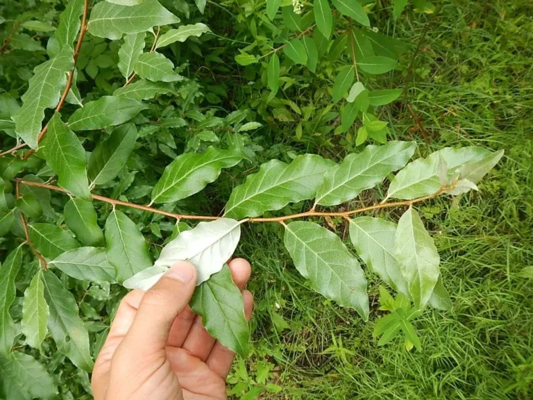 person holding showing underside of leaf from the Autumn Olive plant