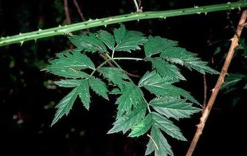 Evergreen blackberry canes and leaves.