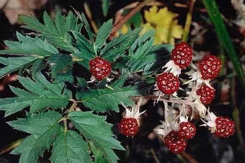 Evergreen blackberry leaves and unripened fruit.