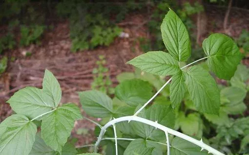 Black raspberry leaves and canes.