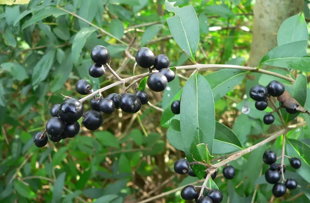 closeup of fruit of the Border Privet plant