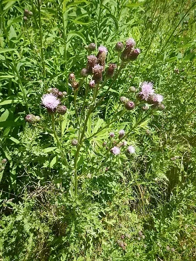 view of the canada thistle flower on a full plant