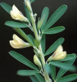 closeup of white bell like flowers of the Chinese Lespedeza