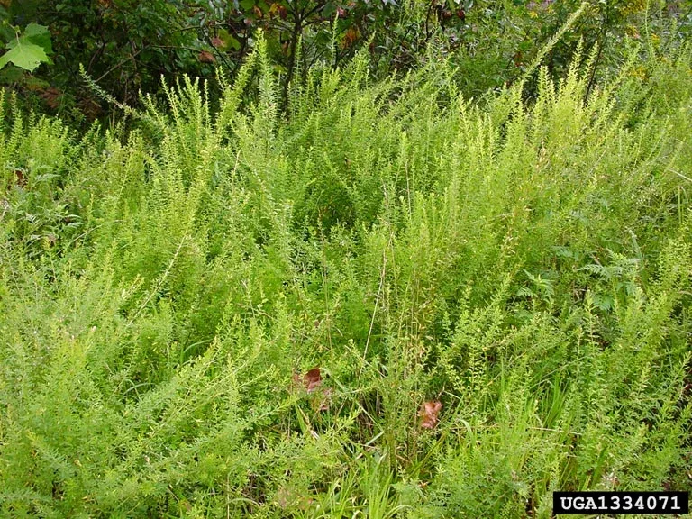 open area taken over by Chinese Lespedeza