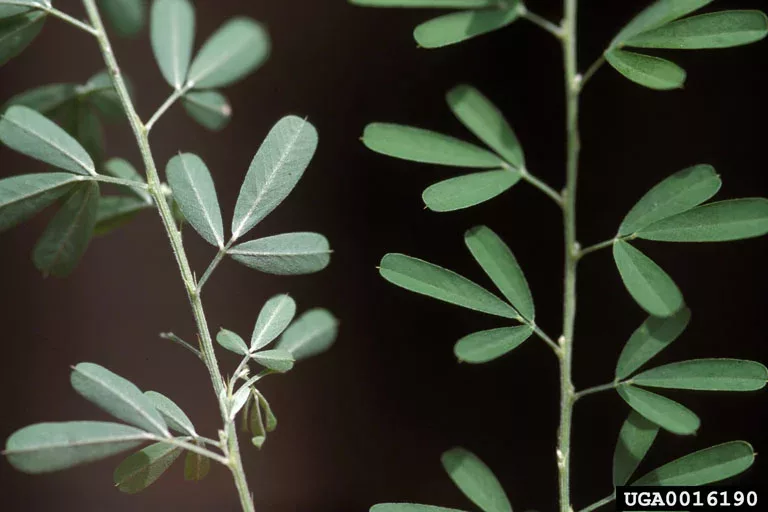 closeup of leaves of the Chinese Lespedeza