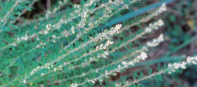 closeup of the long branch like leaves of the Chinese Lespedeza