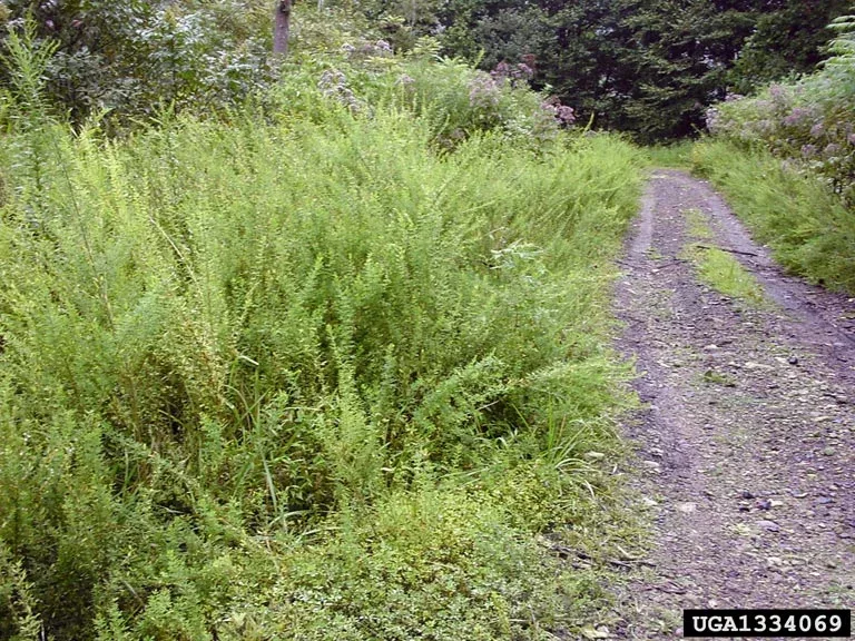 roadside open area taken over by Chinese Lespedeza