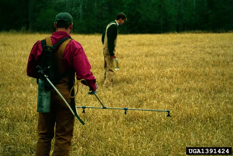 two people in field of cogon grass spraying to control spread