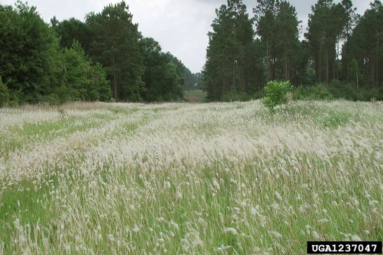 field of infestation of cogon grass with tress and bushes in the background