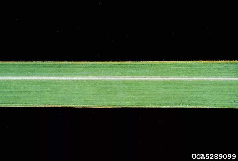 closeup of foliage of cogon grass