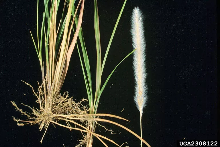 closeup of leaves, roots and flower of Cogon grass plant