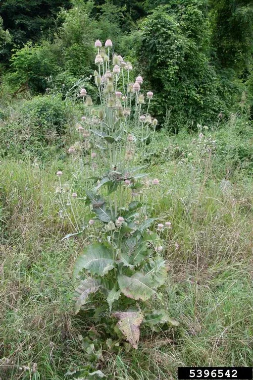 view of full plant of the Cutleaf Teasel