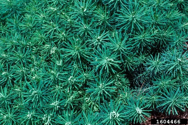 closeup of cyprus spurge foliate