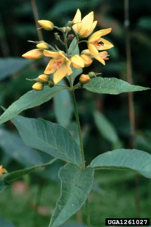 closeup of the yellow flowers of the Garden loosestrife