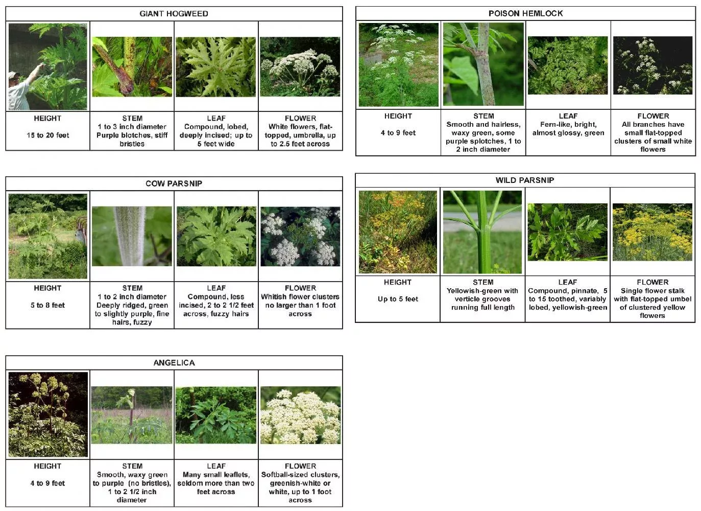 table comparing various plant species