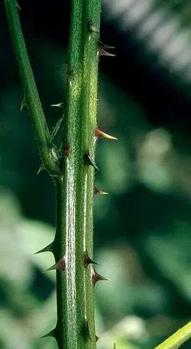 Himalayan Blackberry canes.