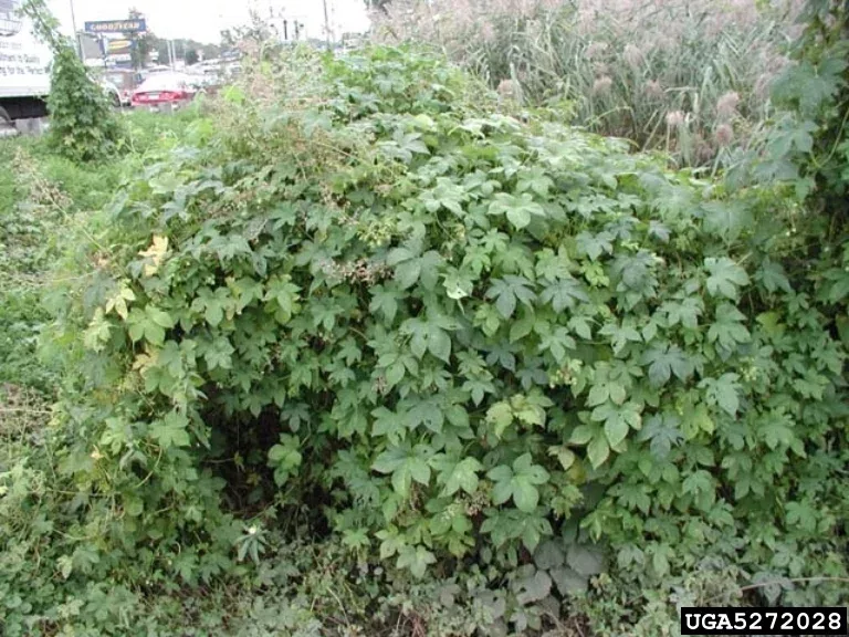 bush covered by Japanese hop vine