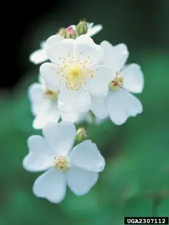 Multiflora Rose white flowers with yellow center on green leaves