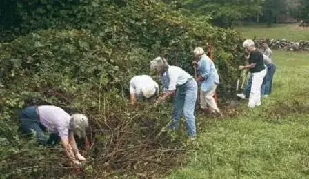 group of people removing multiflora rose thickets from environment