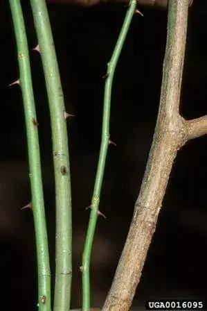 Multiflora Rose stem close-up