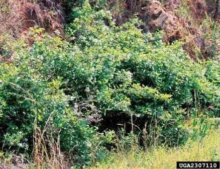 thicket of multiflora rose