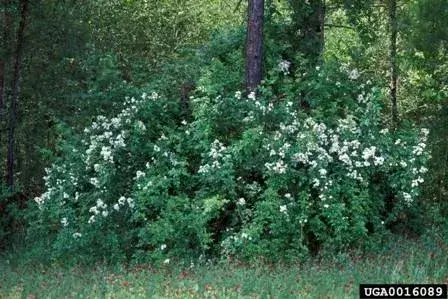 Multiflora Rose Thicket with white flowers