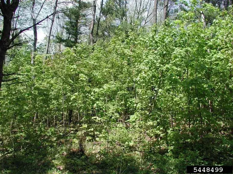 Norway maple infestation